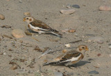 Snow Buntings