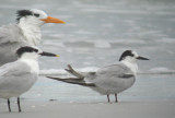 Common Tern with Royal and Sandwich terns