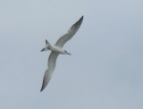 Sandwich Tern