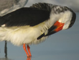 Black Skimmer