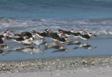 Black Skimmers
