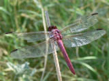 Roseate Skimmer