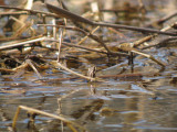 Chorus Frog