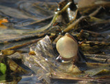 Chorus Frog