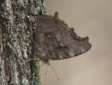 Compton Tortoiseshell underside