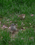 Clay-colored Sparrow