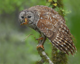 Barred Owl With Crawfish