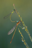 Mating Damselflies