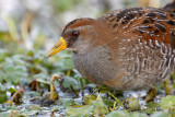 Sora Rail Closeup