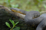 Yellow Bellied Water Snake