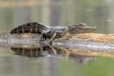 Young Alligator