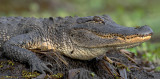 American Alligator