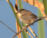 Marsh Wren