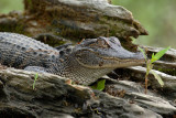 Young Hiding Gator