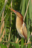 Least Bittern