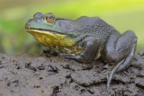 American BullFrog