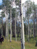 Wy-aspen.jpg