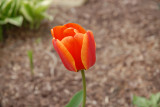 tulip