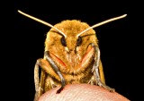 Moth w - White Antennae
