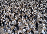 Macquarie Island Royal Penquin Rookery 1