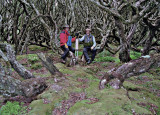 Enderby Island US in Rata Forest by Warren