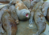 Pod of Seals