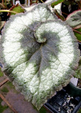 Begonia Heaven Escargot  p.p.a.f. (European Rex hybrid)