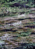 Grasses in Pond