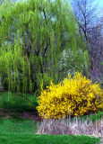 Spring in Round Hill, Va.