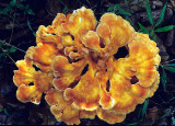 Orange-fungi