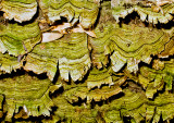 Green-Fungi