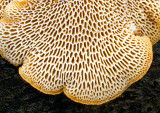 Fungi-Gills---2