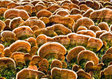 Fungi---4