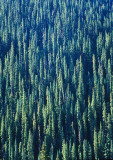Colorado-Conifers