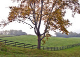 Sycamore / Fence-in-Fog