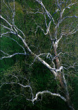 Sycamore---Shenandoah---3