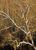 Shenandoah-Sycamore---Late-Fall