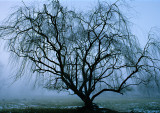 Willow-in-Winter-fog-with-cows
