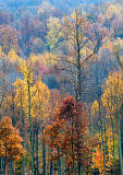 Trees in Fall - Rt. 604