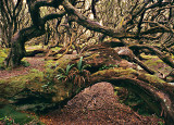 Rata-forest - 1 -Auckland Is.