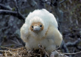 Great-Frigate-Chick