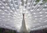 White-Peacock