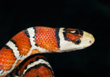 Bando----close-up
