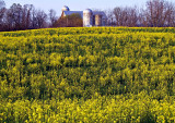 Wild Mustard Field  with Silo