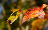 Two fall leaves