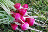 Radishes