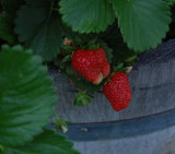 Backyard Strawberries