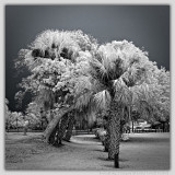 Palms, Gumbo Limbo and Banyan