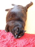 iris holding down the side of the rug