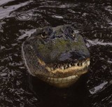 croc crop smile2.jpg